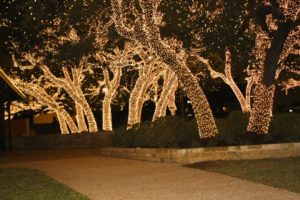 Trees wrapped in warm white commercial Christmas lights create a magical, festive scene along a walkway. The lights illuminate the trunks and branches, creating a beautiful holiday display.