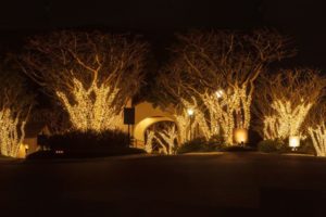Trees wrapped in warm white Christmas lights illuminate a dark driveway leading to an arched entrance. Professional commercial Christmas light installation enhances the inviting nighttime scene.