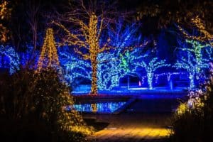 Night scene of trees illuminated with commercial Christmas lights in blue, green, and yellow. Lights reflect in a small pool, creating a festive, magical atmosphere.