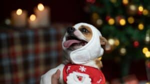 A happy dog, dressed in a festive red "Merry Christmas" vest and a white head wrap, looks up cheerfully. Candles glow softly in the background, along with a decorated Christmas tree, creating a cozy pet-friendly holiday home atmosphere.